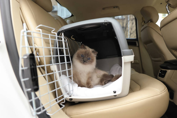 Cute grey cat inside pet carrier in car - Фото, изображение
