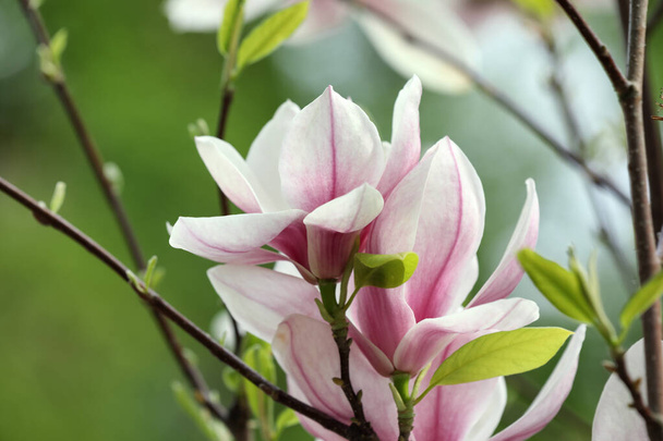 Magnolia tree with beautiful flowers on blurred background, closeup - Foto, Bild