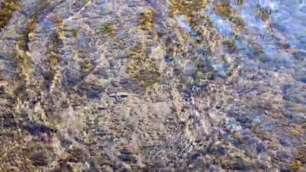 Water flows over surface of old stone overgrown with muloi and silt on sunny day. Ripples on surface of water and reflections of blue sky on mirror surface. Water flow. Natural abstract background - Imágenes, Vídeo