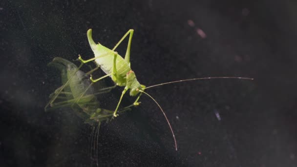 Green Grasshopper on windshield of car - Séquence, vidéo