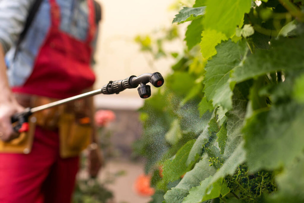 Hombre usando ropa de trabajo profesional y rociando pesticidas en las hojas de uva. Proteger la cosecha en el jardín - Foto, imagen