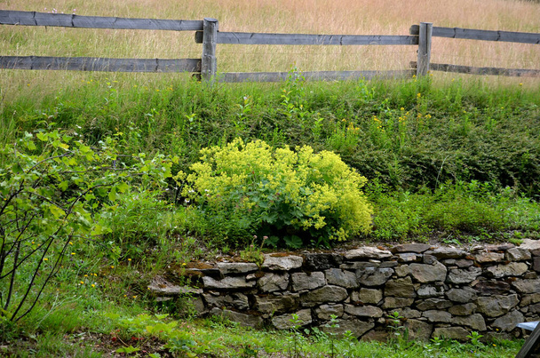 Bitki bahçesindeki istinat duvarı d yamacındaki atlar için ahşap bir muhafaza. Yetiştirilmiş ahşap sebze bahçeleri. Evde sebze yetiştirmek için sera - Fotoğraf, Görsel