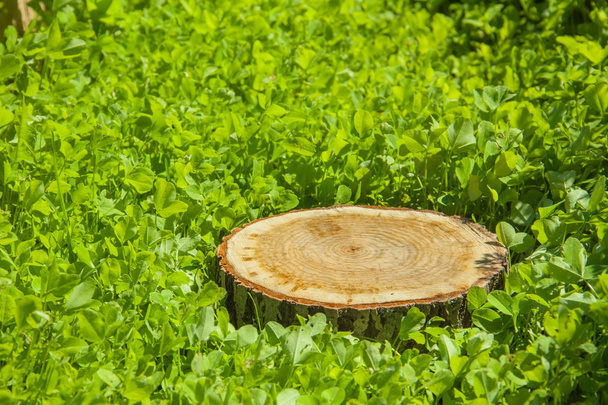 tree stump on the grass - Φωτογραφία, εικόνα