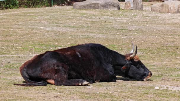 Heck cattle, Bos primigenius taurus, claimed to resemble the extinct aurochs. Domestic highland cattle - Footage, Video