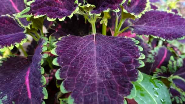 A closeup shot of Coleus scutellarioides, commonly known as coleus, is a species of flowering plant in the family Lamiaceae, native to southeast Asia through to Australia. - Footage, Video