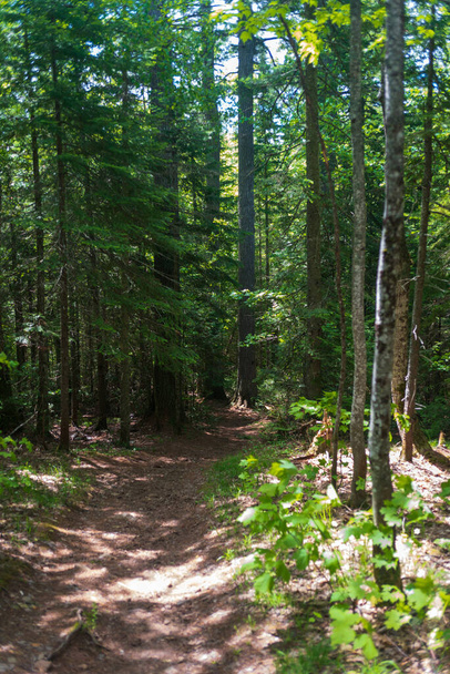 Hiking trail through Estivant Pines a Nature Sanctuary of old growth pine trees. High quality photo - Foto, Imagem