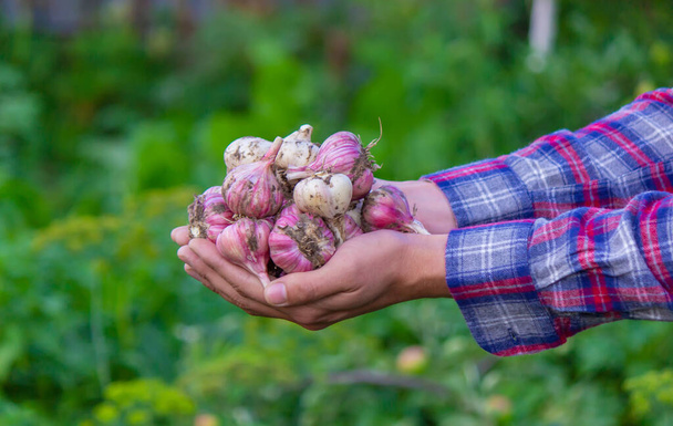 freshly picked garlic in the hands of a farmer. Environmentally friendly product. selective focus - Foto, Bild