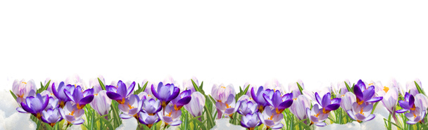Frühling Blumen Hintergrund - Foto, Bild