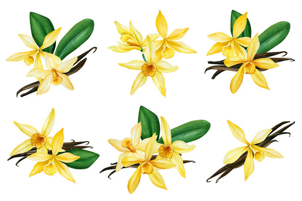Set von Vanilleblumen Orchidee, Knospen, Hülsen auf isoliertem weißem Hintergrund, Aquarell. Hochwertige Illustration - Foto, Bild