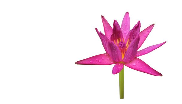 Isolated purple color waterlily or lotus flower with clipping paths. - Foto, immagini