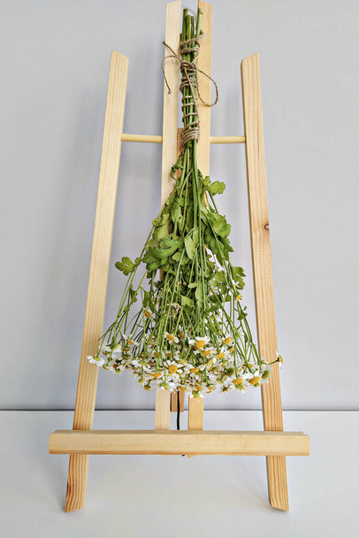 Bundle of medicinal chamomile herb hanging on rack. Using herbal medicines as remedies for cold or to calm, soothe, relieve stress, or improve sleep - 写真・画像