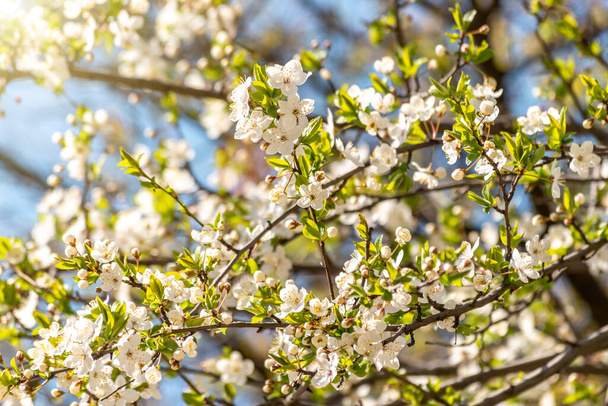 Beautiful spring cherry blossom tree. Shallow depth of field.  - 写真・画像