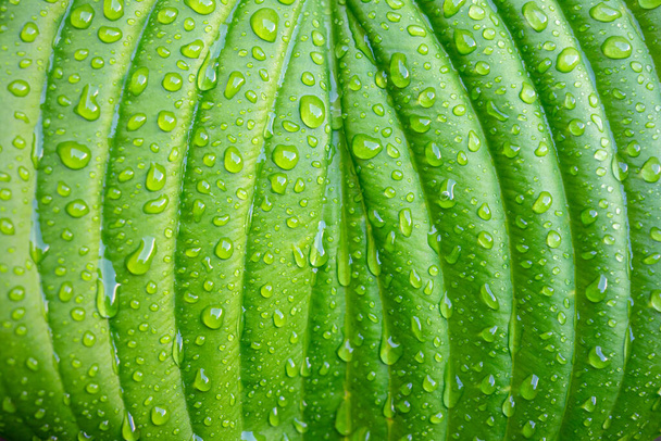 Feuille de plante verte avec gouttes d'eau après la pluie gros plan. - Photo, image