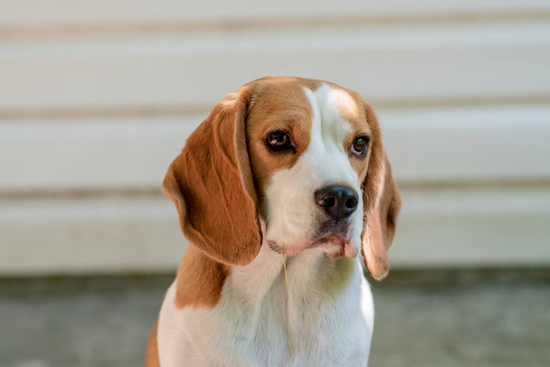Closeup portret van beagle hond - Foto, afbeelding