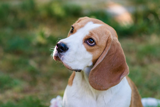 Portrét roztomilého bíglí psa na zeleném trávníku - Fotografie, Obrázek