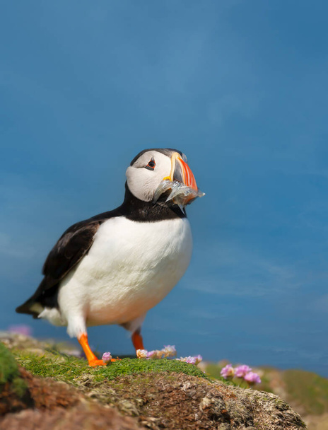 Close up of Atlantic puffin with sand eels in the beak, summer in UK. - Foto, immagini