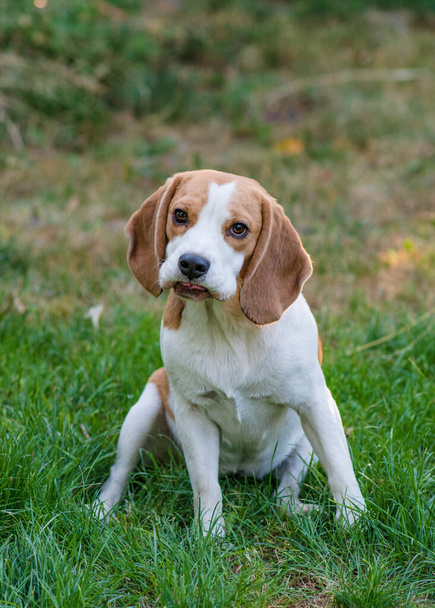 Portrait of a cute beagle dog on a green lawn - Photo, Image