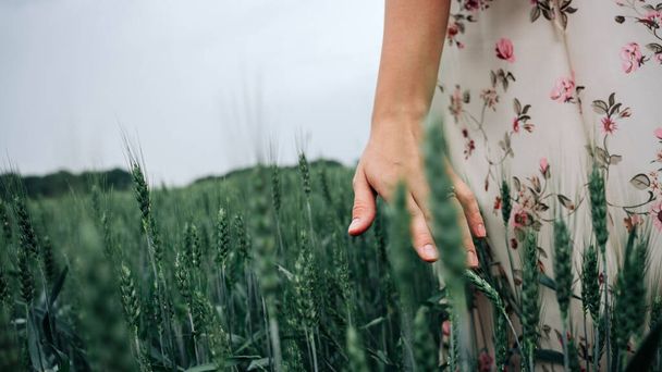 Ręka kobiety z pola pszenicy. Młoda kobieta dotyka kolców na polu zbożowym. Lato w rolnictwie, przemysł spożywczy, zdrowa koncepcja ekologiczna - Zdjęcie, obraz