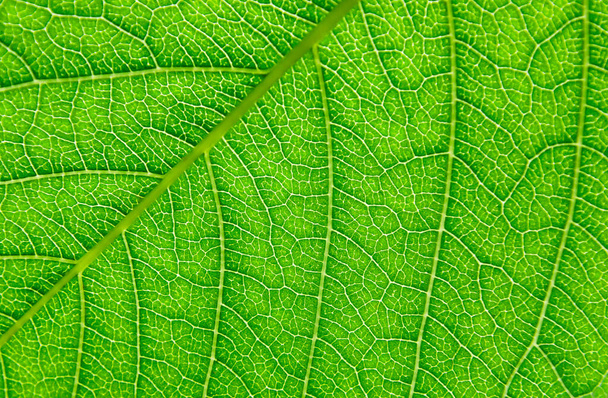Green leaf close up, background. Macro photography - Фото, изображение