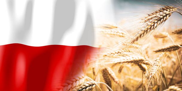 Polonya - bayrak ve olgun çavdar tarlası - ekinler, tahıl, hasat kavramı - Fotoğraf, Görsel