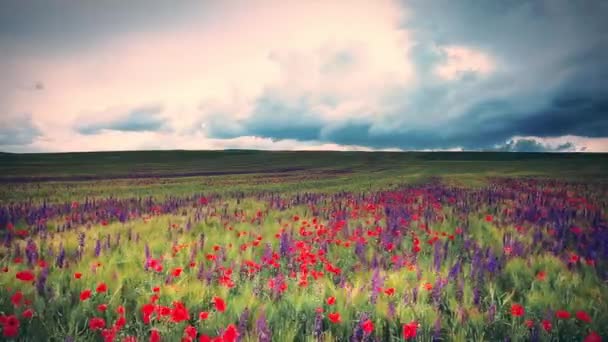 campo de flores y el cielo nublado - Imágenes, Vídeo