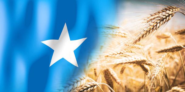 Somalia - flag and ripe rye field - crops, cereal, harvest concept - 写真・画像