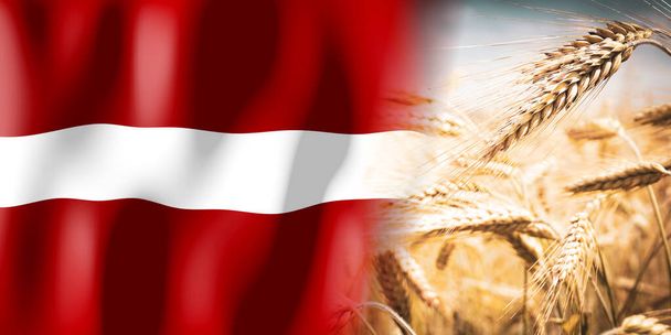 Lotyšsko - vlajky a zralé žitné pole - plodiny, obiloviny, koncepce sklizně - Fotografie, Obrázek