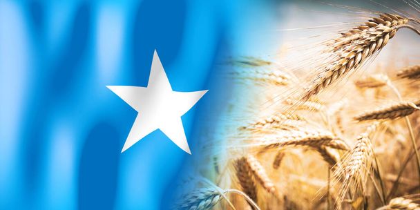 Somalia - flag and ripe rye field - crops, cereal, harvest concept - Fotografie, Obrázek