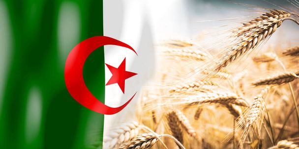 Alžírsko - vlajky a zralé žitné pole - plodiny, obiloviny, koncepce sklizně - Fotografie, Obrázek