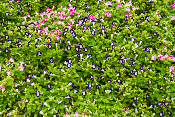 Blooming blue pig ear flowers in the garden - Φωτογραφία, εικόνα