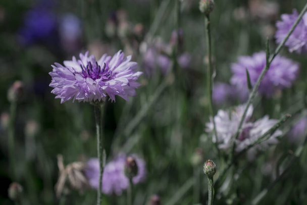  Purple, blue ,pink wildlife cornflowers ,Knautia arvensis. - Photo, Image