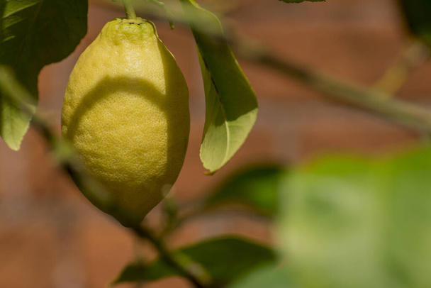 Olgun limon dalında hasat için hazır - Fotoğraf, Görsel