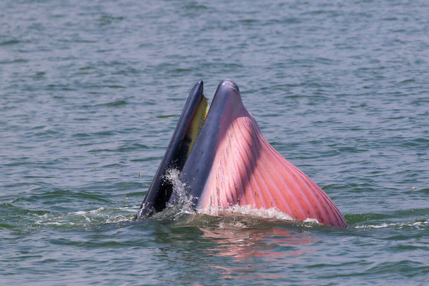 Бридский кит кормит мелкую рыбу в заливе Таиланда - Фото, изображение