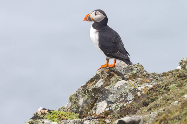 The beautiful atlantic puffin, photographed in the wild on an island off the coast of the UK - Foto, imagen