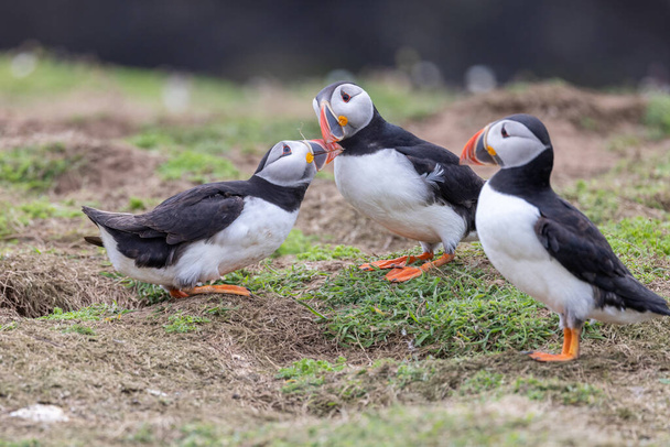 The beautiful atlantic puffin, photographed in the wild on an island off the coast of the UK - Photo, Image