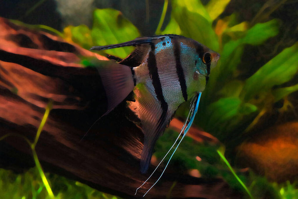 The common angelfish or angelfish is a species of fish from the cichlid family - Photo, Image