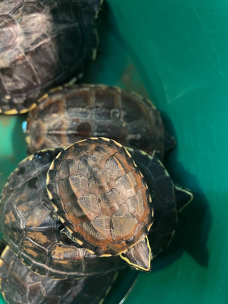 Kilpikonnat ja kilpikonnat ovat muovisessa altaassa aurinkoisena päivänä, odottavat ihmisten apua mennä ulos valokuvaan älypuhelimella. - Valokuva, kuva