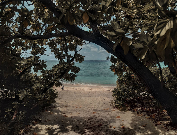 Summer vacation on a paradise tropical island. Tropical trees on the Maldivian beach. Tranquility and relaxation. White sand and a turquoise ocean. Beautiful sea view in calm muted colors. - Foto, Bild