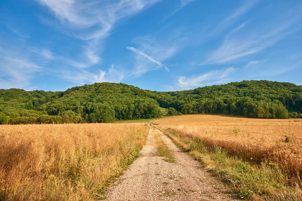 Dirt road through yellow farm land leading to dense green forest on a sunny day in France. Colorful nature landscape of rural wheat fields near quiet woodland with a stunning blue sky with copy space. - Foto, afbeelding