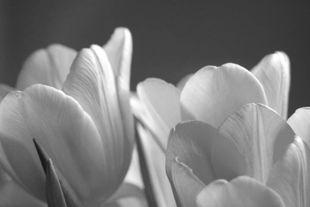 Black and white photo. Bouquet of flowering tulips - Fotó, kép