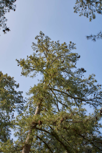Sílhueta da árvore Pinus strobus - Foto, Imagem
