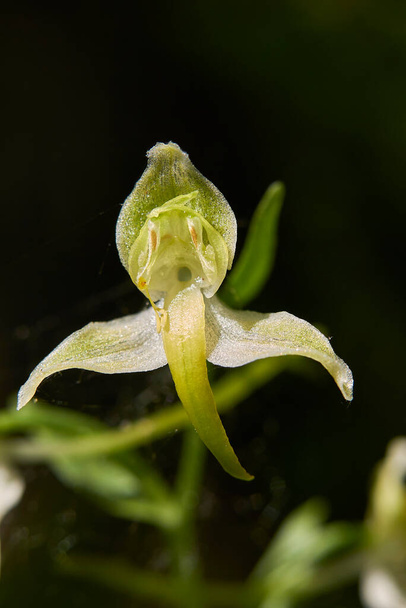 Platanthera clorantha in fiore - Foto, immagini