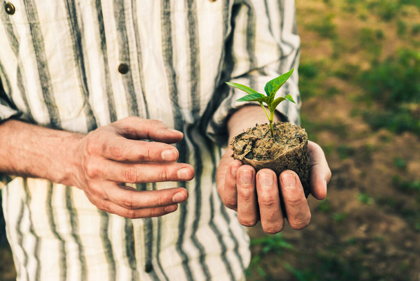um agricultor masculino tem uma planta cultivada de sementes de pimenta verde em suas mãos. Uma páprica jovem ou plântula de pimentão para plantio em um berçário ou campo - Foto, Imagem