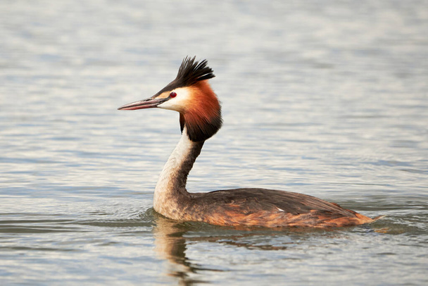 Great crested grebe bird in the water ( Podiceps cristatus ) - Photo, Image