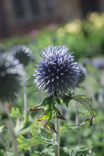 The thistle-like flowers and buds of Eryngium bourgatii Picos Bl - Photo, Image