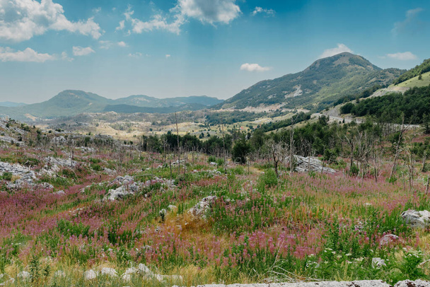 Panoramic view of idyllic mountain scenery in the Alps with fresh green meadows in bloom on a beautiful sunny day. Summer mountain landscape Landcscape hight mountains. Landscape in the fields. - Fotografie, Obrázek