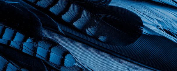 синьо-чорне пір'я джея. фон або текстура
 - Фото, зображення