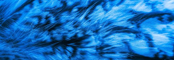 голубые и черные перья совы фон или текстура - Фото, изображение