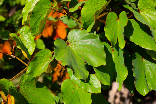Bauhinia aureifolia veya altın yapraklı bauhinia - Fotoğraf, Görsel