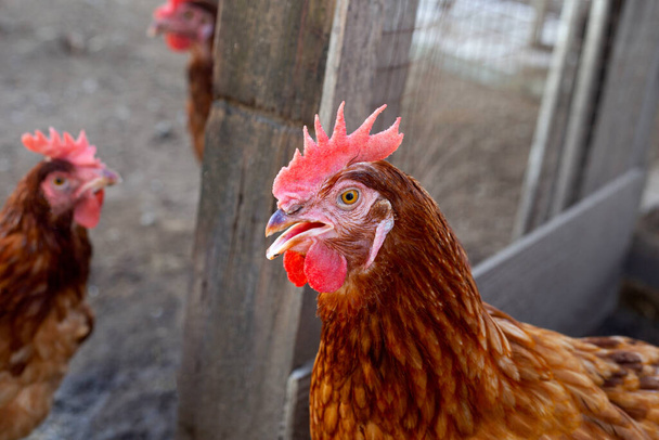 Hühner in der Hühnerfarm. Bio-Geflügelstall. - Foto, Bild